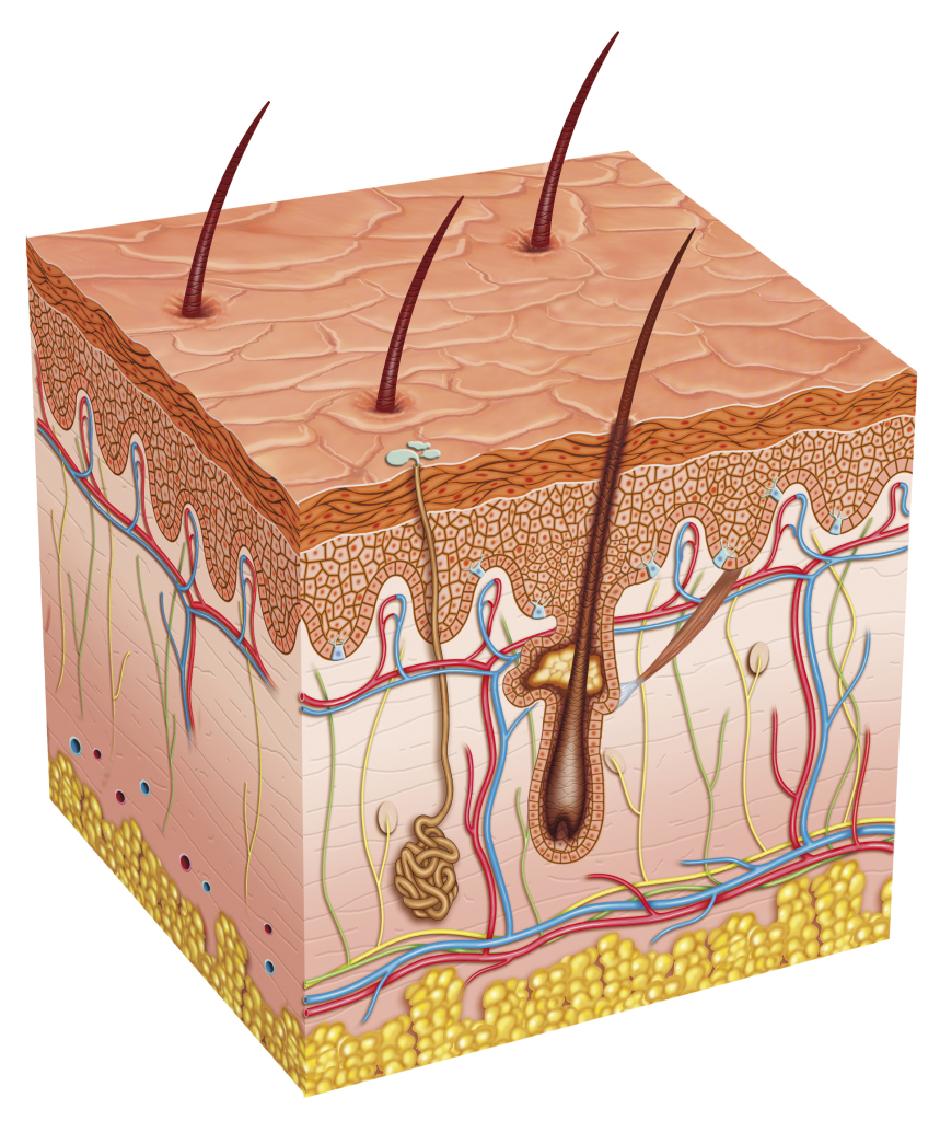 Healthy hair, skin & nails - which nutrients are best? - Cytoplan