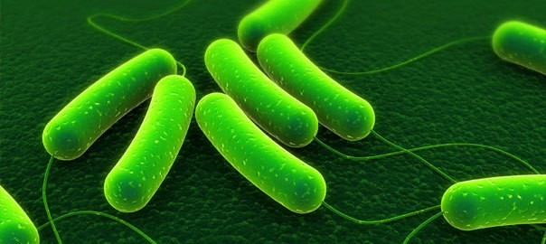 ‘Goodbye Probiotic, Hello Live Native Bacteria!’