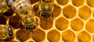 Propolis - What’s all the Buzz About?
