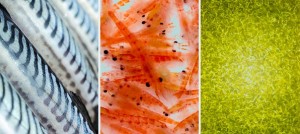 Omega 3 Supplements – Fish, Krill or Algae?