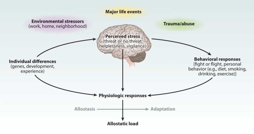 How stress rewires the brain Cytoplan