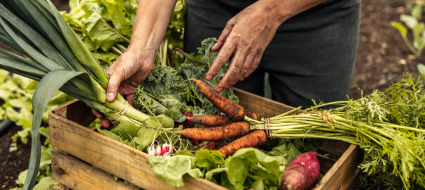 Unrecognisable female vegetable farmer arranging freshly picked vegetables into a wooden veg box whilst knelt on the soil.