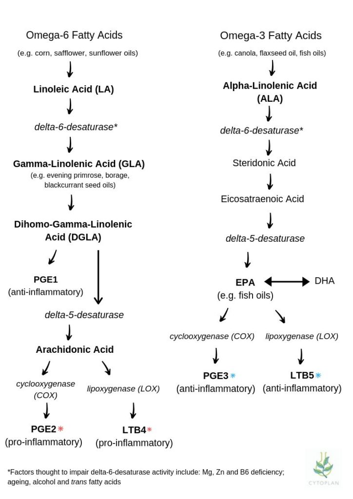 Which omega is right for you? Exploring the balance between the essential fatty acids EPA, DHA