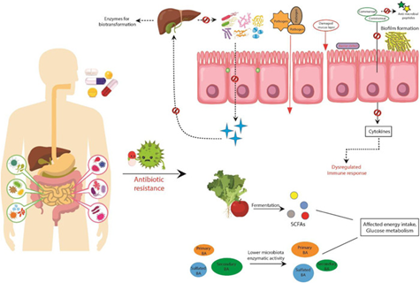 Ilustrated diagram of the "Impact of antibiotics on the human microbiome and consequences for host health" taken from Patangia DV, Anthony Ryan C, Dempsey E, Paul Ross R, Stanton C. Impact of antibiotics on the human microbiome and consequences for host health. Microbiologyopen. 2022;11(1):e1260. doi:10.1002/mbo3.1260