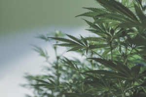 CBD: history of use and benefits to health