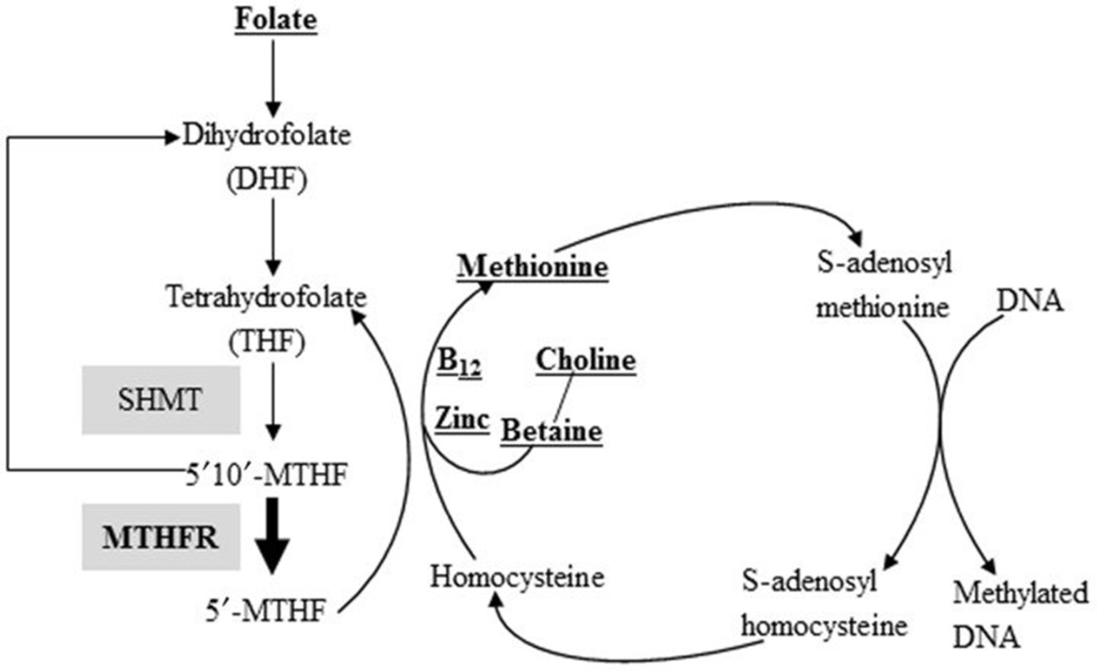 Бетаин в метионин. Folate Max. Methyl Folate a dietary Supplement.