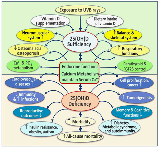 Graphic diagram showing the body systems dependent on Vitamin D and common disorders that are worsened by chronic vitamin d deficiency.