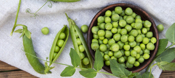 Fresh green peas in a ceramic bowl, pods, on an old wooden surface. Replacing processed red meat from your diet with beans, peas and nuts may help lower dementia risk.