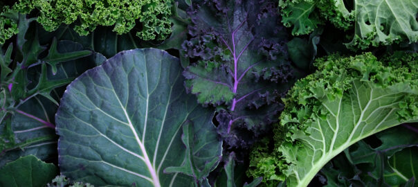 Leaves of different types of kale cabbage top view background. Beautiful bright natural background. Leaves of different sizes and colors close-up. The blg poses the question, "is eating organic food better for your gut health?"