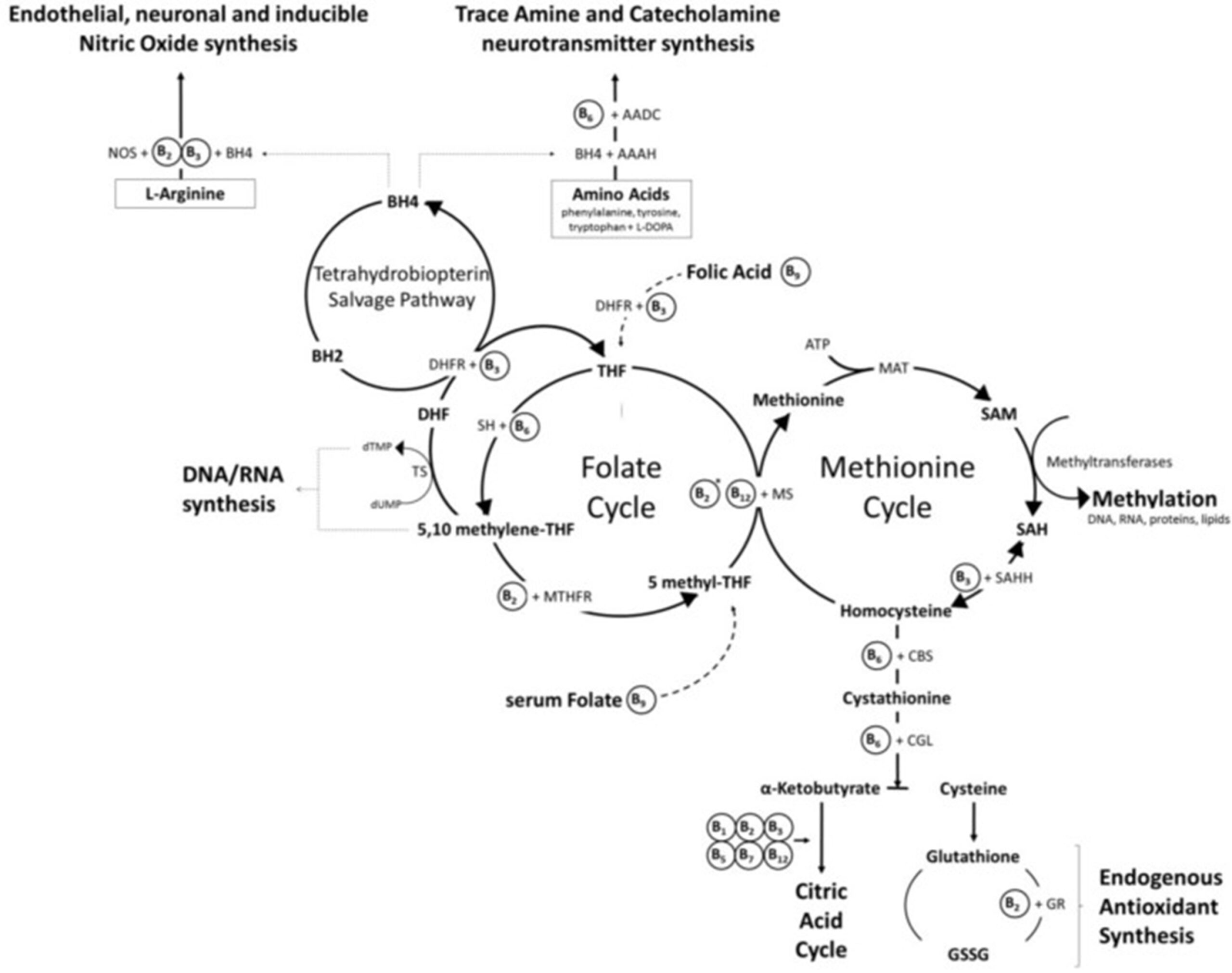 Diagram showing the methylation cycle